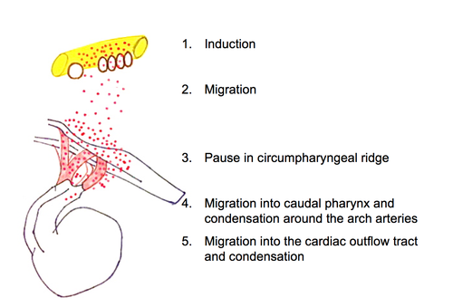 Cardiac neural crest cells